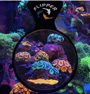 flipper deepsee